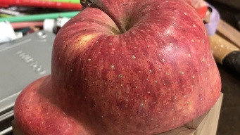まさか、暑すぎて...？　ドロッと溶けてしまったリンゴが激写され話題に→投稿者に「正体」を聞く