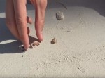ヤドカリさんの新居探しを手伝う動画