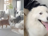「お医者さんに行くなんて聞いてないよ！」裏切られた思いのサモエド犬と、留守番のできないお兄ちゃん猫