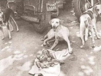 捨てられた赤ん坊を一晩守り通した3匹の野良犬たちがいた（インド）