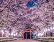 「日本の美×日本の美」で究極幻想フォトジェニック　桜のトンネル＆絨毯が導く鳥居が超圧巻