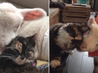 病気の子羊の看病をかって出た猫、両者は大親友となり猫の羊化が進む