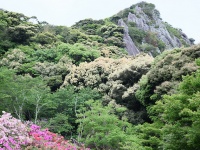 春の御船山楽園（gtknjさん撮影、Flickrより）