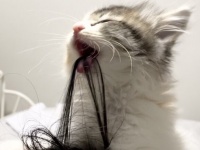 「長くて大変そうだから、手伝ってあげるにゃ！」　飼い主を「毛づくろい」してくれる子猫があまりにもラブリー