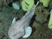 ニュウドウカジカ(NOAA MBARIさん撮影、Wikimedia Commonsより