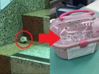 階段で発見されたハムスターは「ハムメディア」へ（左は、西武沿線民（＠shironeko_train）さんから。右は「ハムメディア