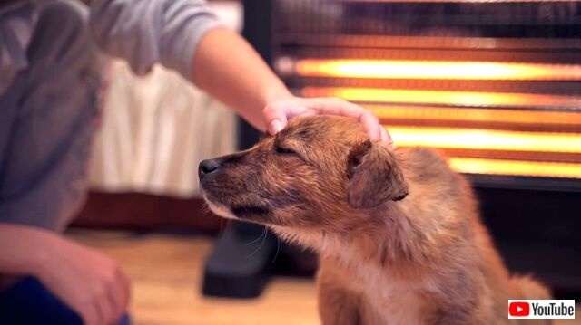 puppyfolloweushome11_640