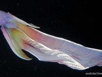 海の中の天女かな。羽衣をヒラヒラさせながら虹色に輝きを放ち優雅に泳ぐ「ムラサキダコ」のメスの美しい映像