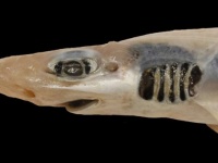 サメ肌じゃないだと？皮膚も歯もないサメの生体が発見される（イタリア）