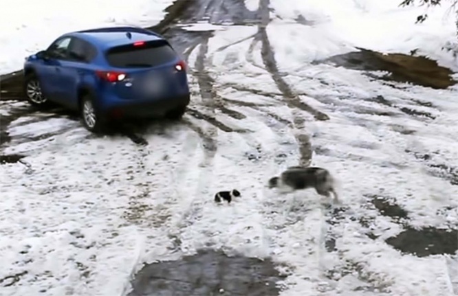 dog-help