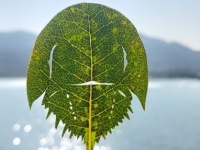 「カブトガニ切ってみました」　再現度高すぎ...専門家による作品にネット感心「さすが本職」「天才」