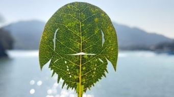 「カブトガニ切ってみました」　再現度高すぎ...専門家による作品にネット感心「さすが本職」「天才」