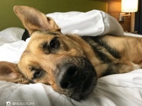 施設の保護犬を一旦預かりホテルのマスコット犬に。気の合った宿泊客は飼い主になれるという里親支援（アメリカ）