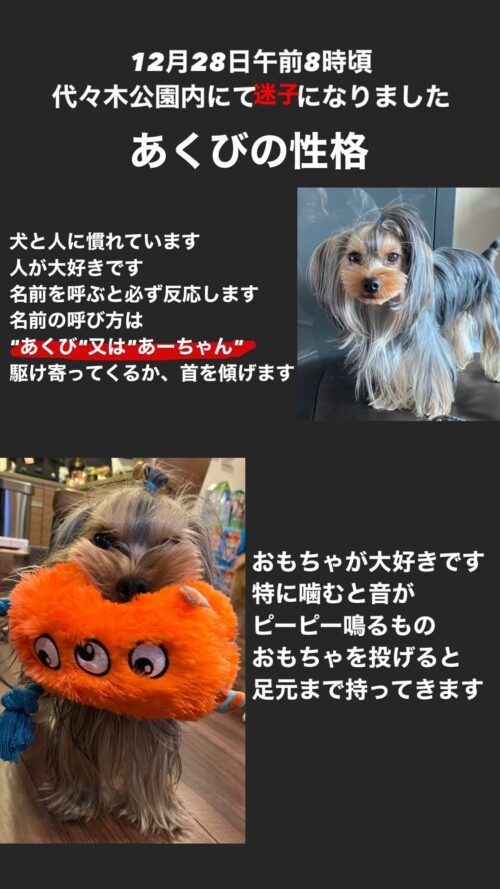 ヨークシャー・テリア　あくび捜索
