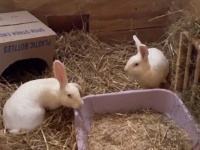 これが外の世界なの？実験動物としてラボに閉じ込められていたウサギ、はじめて外の世界に触れる