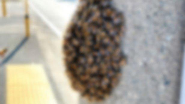 通勤中、昆虫の大群に遭遇→夜になると... 体験談に14万人驚嘆「こういう行動できる人本当に尊敬する」