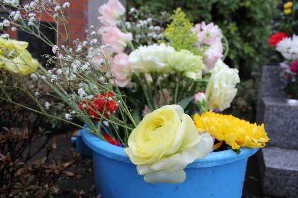 バケツの中で、薔薇の花が雨に濡れていた