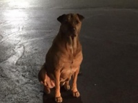 夜な夜なマクドナルドの前で食べ物をねだる犬。捨て犬か？と顧客たちの同情を誘うも、すべては犬の作戦だった