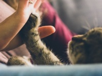 男子に聞く！　好きなタイプの女性を動物に例えると？