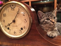 ご飯の時間も知ってるし、飼い主の帰宅時間だって知ってるよ。ペットには時間感覚がある（米研究）
