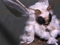 モッフモフでふっさふさ。蛾に対する概念が変わりそうなリンゴドクガ（昆虫出演中）