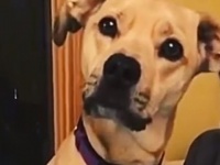 お布団こそ真理！「おやすみなさい」と至福の眠りにつく犬が幸せそうな件