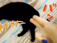 「こうですか？わかりません。」猫が撃たれて死んだふりする脱力感あふれる演技がたまらない。