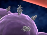 Killing Cancer Cells with the Help of Infrared Light - Photoimmunotherapy（YouTubeより）