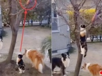 「木に上れない？任せるニャ！」犬たちのオモチャが枝に引っかかって困っていたら、救世主・猫が降臨した