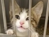 犬を引き取りに来たら猫がついてきました。施設に出向いた女性に子猫が猛アピール（アメリカ）