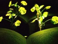 植物を光源に。暗闇で光る植物を作り出す研究が進められている（米研究）