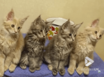 息ピッタリ。首を左右に振るタイミングがシンクロしまくる５匹の可愛い子猫たち