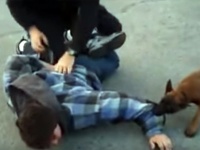 たった生後14週で・・・犯人を追跡し捕獲する警察犬の訓練風景
