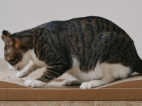 猫好き・元無印良品スタッフがオススメする、無印良品で揃えるおすすめ猫グッズ3選