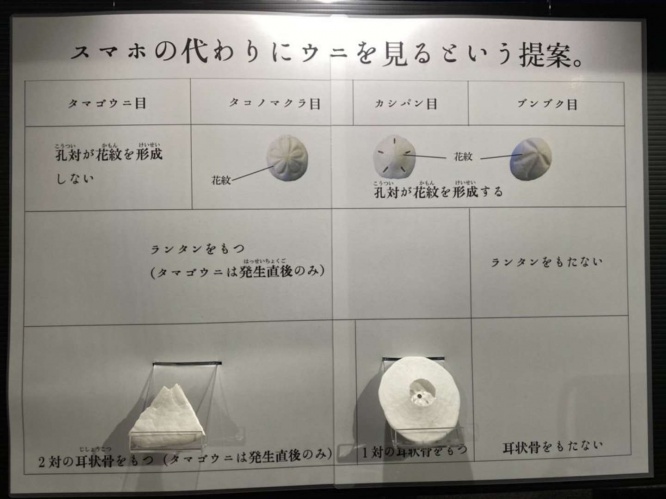 初めて見るウニたちが解説されている
