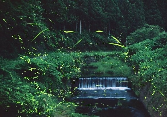 ホタル鑑賞（画像はイメージ）