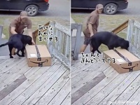 荷物か？オレに任せろ。おりこうな犬かと思いきや、任せた配達員に絶望が訪れる