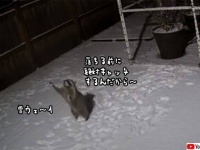 雪が落ちる前にキャッチする遊びを思いついたアライグマ、両手を上げてがんばる姿がかわいい