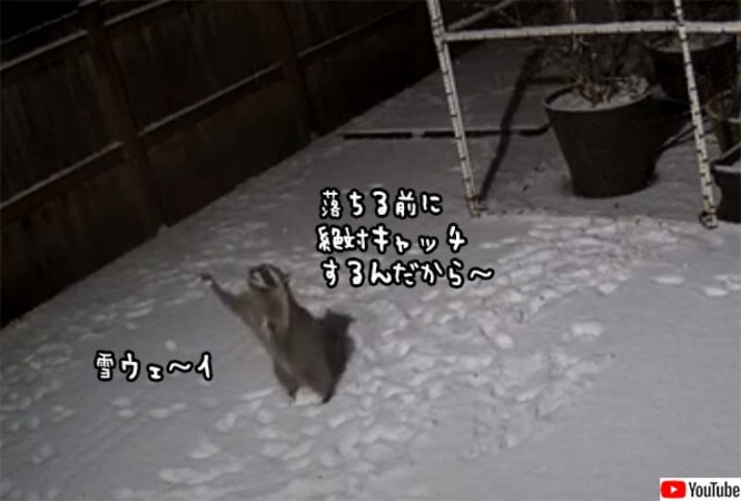 雪が落ちる前にキャッチする遊びを思いついたアライグマ、両手を上げてがんばる姿がかわいい