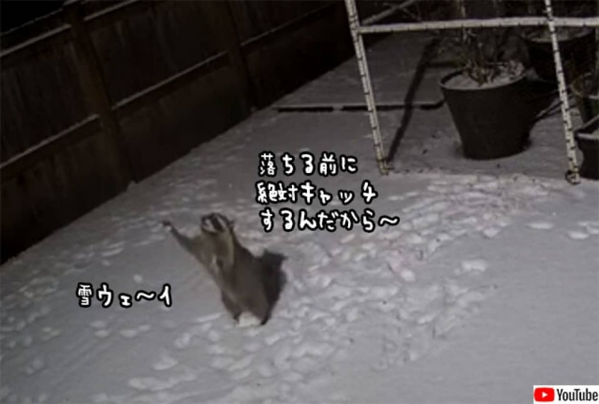 雪が落ちる前にキャッチする遊びを思いついたアライグマ、両手を上げてがんばる姿がかわいい