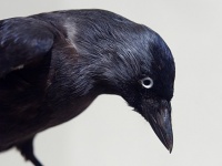 鳥の耳ってどうなってるの？カラスに耳を見せてもらったら、想像を超えるレベルの耳だった。