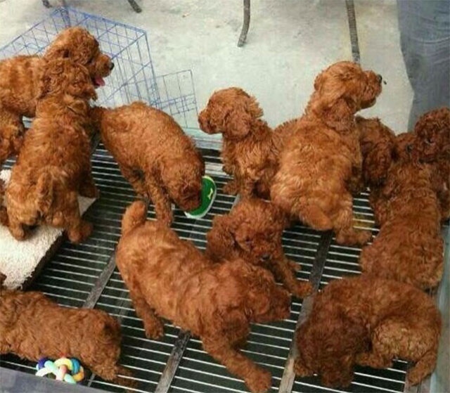 フライドチキン？いいえ犬です。自分の目が信じられなくなる驚くべき15の錯視的光景