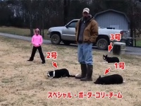 さすが犬界ナンバーワンの頭脳派。ボーダーコリー3匹が絶妙なフォーメーションで鳥を目的の場所に移動させる