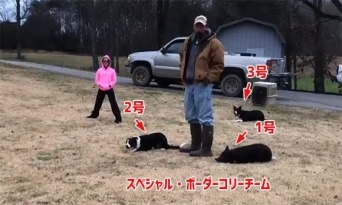 さすが犬界ナンバーワンの頭脳派。ボーダーコリー3匹が絶妙なフォーメーションで鳥を目的の場所に移動させる