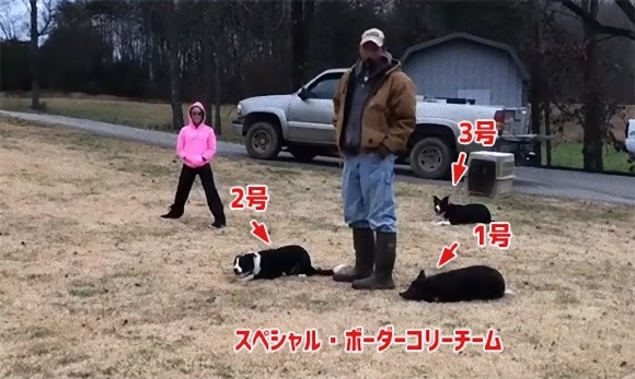 さすが犬界ナンバーワンの頭脳派。ボーダーコリー3匹が絶妙なフォーメーションで鳥を目的の場所に移動させる