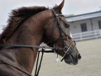 生徒が馬で登校したら、校長が全て面倒をみなければならない。モンタナ州の法律により忙殺された校長