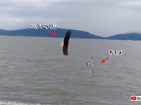 自然界の食物連鎖をもてあそぶ存在、それがカラス。ハクトウワシがカモメを狩ろうとしたその瞬間・・・集団が加勢に入った