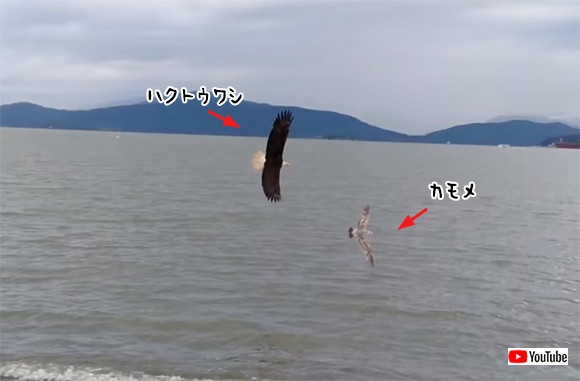 自然界の食物連鎖をもてあそぶ存在、それがカラス。ハクトウワシがカモメを狩ろうとしたその瞬間・・・集団が加勢に入った