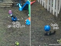 裏庭に来たリス、ボールでめっちゃ遊んどるやないかい！