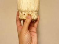 小2娘「冷蔵にあるエノキ半分使っていい？」母「いいよ」　→まさかの展開に１０万人困惑